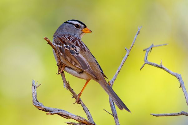 A close up of a White Crowned Sparrow perched on a twig